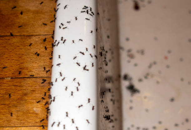 Best Residential Pest Control  in Ten Mile Run, NJ